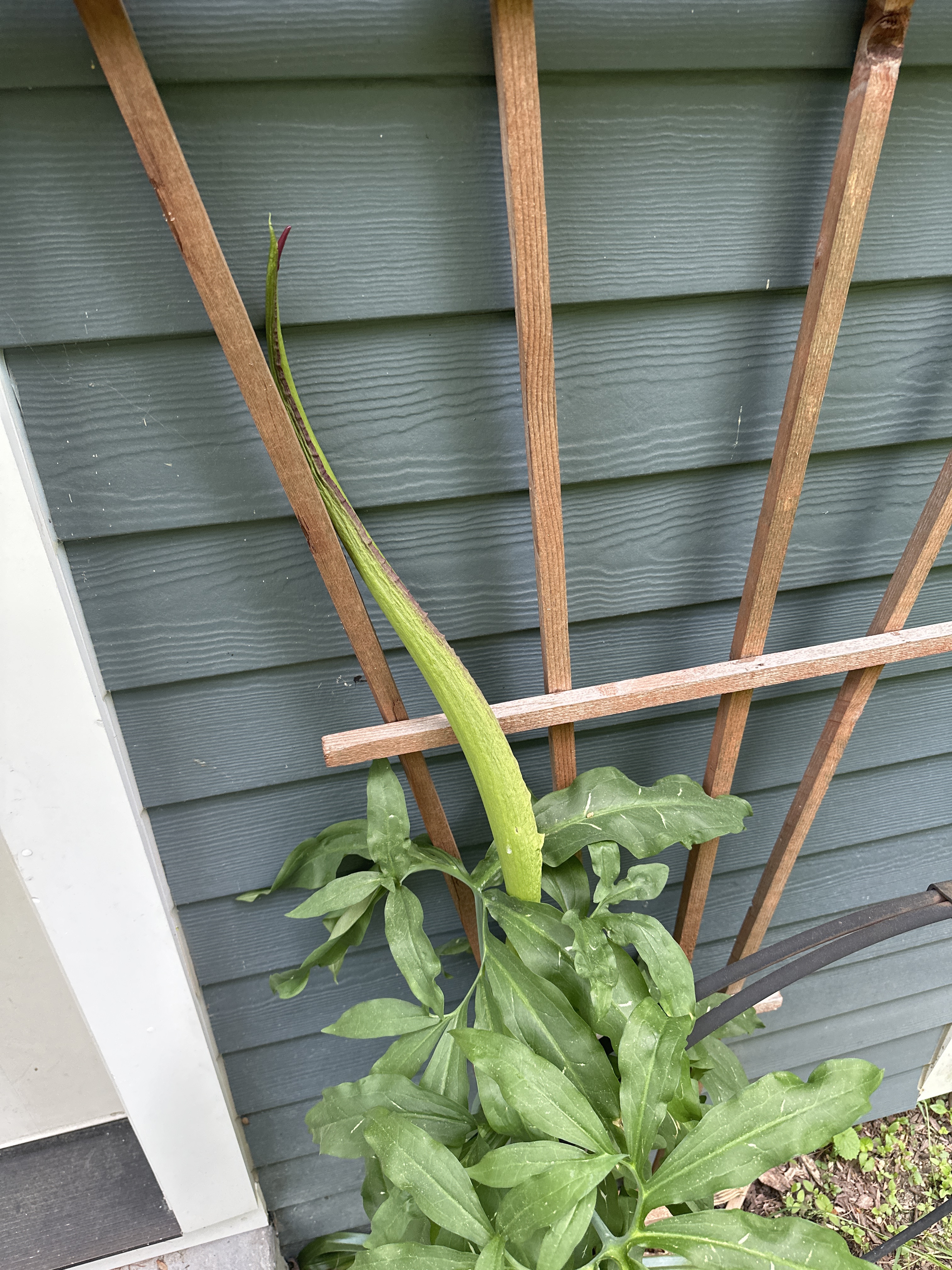 Surprise evil dragon lily!