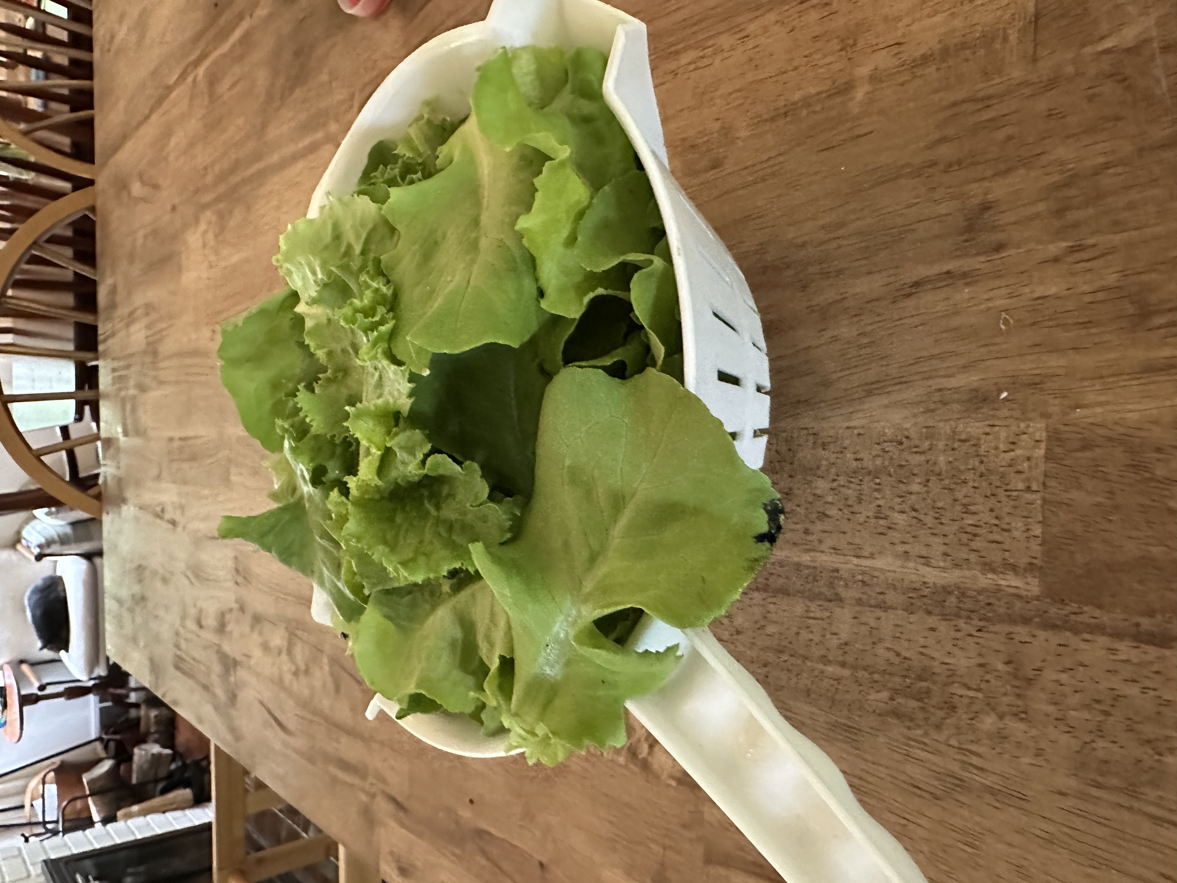 And some recent lettuce harvests
